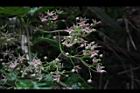 鷗蔓-花38.JPG