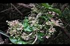 鷗蔓-花40.JPG