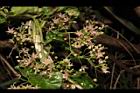 鷗蔓-花42.JPG