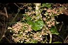 鷗蔓-花47.JPG