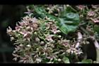 鷗蔓-花54.JPG