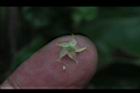 鷗蔓-花背00.JPG