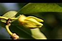 鷹爪花-花00.jpg