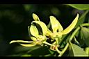 鷹爪花-花01.jpg