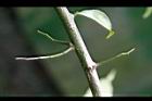 鷹爪花-枝03.jpg