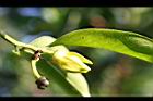鷹爪花-花04.jpg