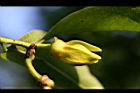 鷹爪花-花06.jpg