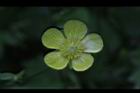 鹿場毛茛-花02.JPG