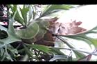 鹿角蕨13.jpg