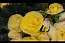 麗格秋海棠-花11.jpg