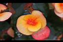 麗格秋海棠-花12.jpg