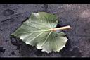 麗格秋海棠-頁背1.jpg