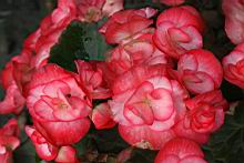 麗格秋海棠-花09.jpg