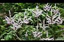 麝香木-花16.jpg