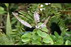 麝香木-花14.jpg