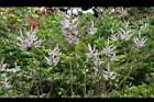 麝香木-花15.jpg