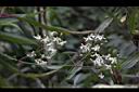 麥氏鐵線蓮-花00.JPG