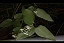 麥氏鐵線蓮-花04.JPG