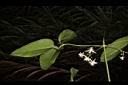 麥氏鐵線蓮-花05.JPG