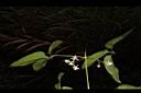 麥氏鐵線蓮-花06.JPG