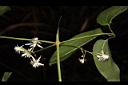 麥氏鐵線蓮-花07.JPG