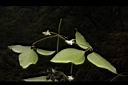 麥氏鐵線蓮-葉背03.JPG