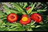 麥稈菊-花03.jpg