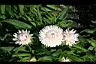 麥稈菊-花06.jpg