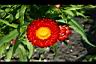 麥稈菊-花09.jpg