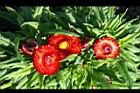 麥稈菊-花01.jpg