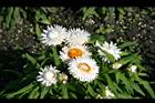 麥稈菊-花17.jpg