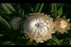 麥稈菊-花20.jpg