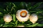 麥稈菊-花27.jpg
