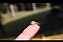 麥門冬-種子02.JPG