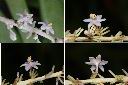 麥門冬-花1.jpg
