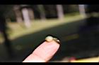 麥門冬-種子00.JPG