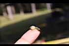 麥門冬-種子01.JPG