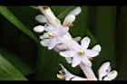 麥門冬-花00.jpg