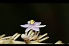 麥門冬-花27.JPG