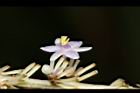 麥門冬-花28.JPG