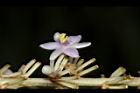 麥門冬-花30.JPG