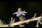 麥門冬-花31.JPG