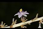 麥門冬-花33.JPG