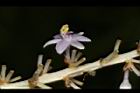 麥門冬-花34.JPG