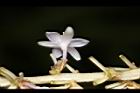 麥門冬-花背00.JPG