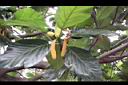 麵包樹-雄花序01.JPG
