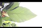 麵包樹-葉背12.JPG