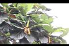 麵包樹-雄花序04.JPG