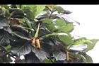 麵包樹-雄花序05.JPG