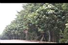 麵包樹06.JPG